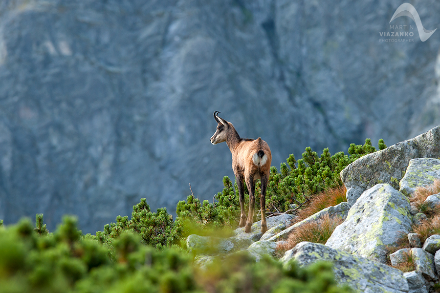 kamzik vrchovský tatranský, rupicapra rupicapra tatrica, chamois, gemse, wildlife, photo, divoká príroda, kamzík alpský, vysoké tatry, foto, high tatras
